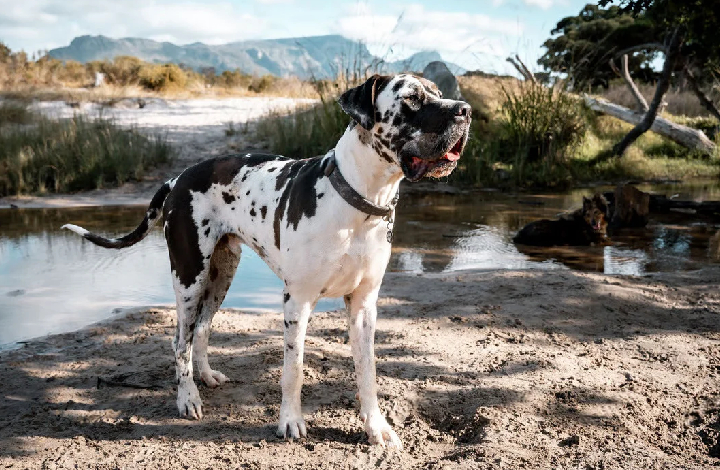 beagle seller mumbai
